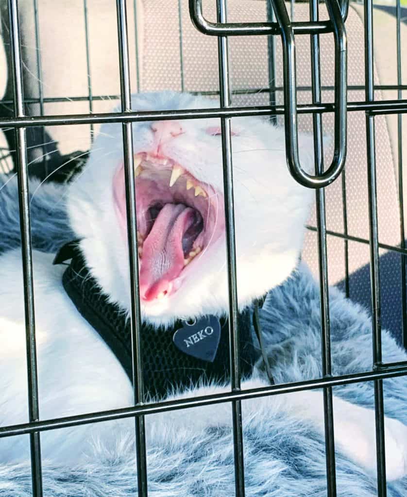 That's a yawn!